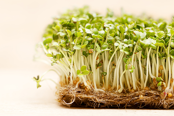 Sprouts  Benefits in hindi