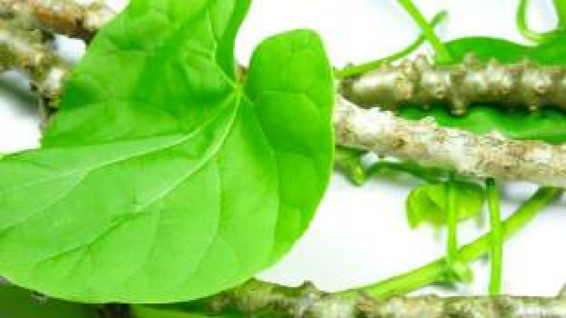 Benefits of giloy in hindi