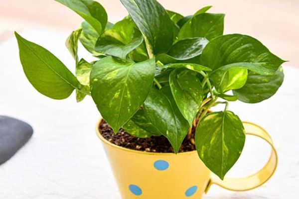 Amazing Benefits of Money Plant