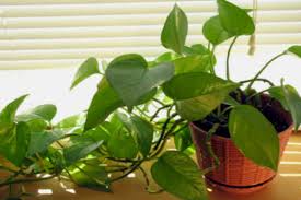 Amazing Benefits of Money Plant in hindi