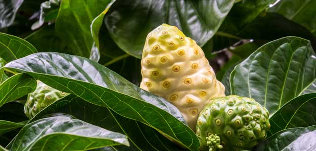 Health Benefits Of Noni Juice