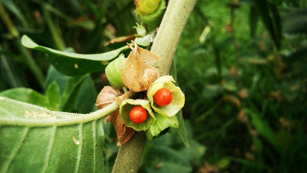 ashwagandha benefits in hindi