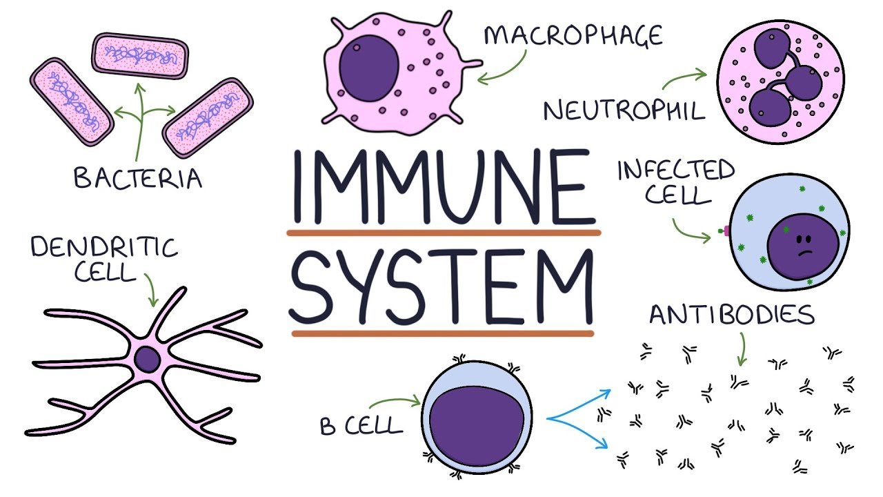Boost Your Immune System: Simple Tips for a Healthier You!